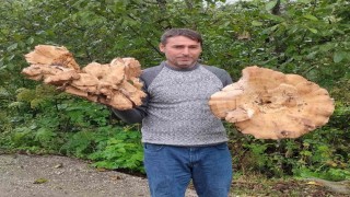 Ormanda 3 kiloluk dev mantarlar buldu