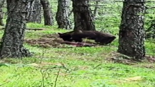 Ormanda avladığı domuzla beslenen ayı kameraya yansıdı