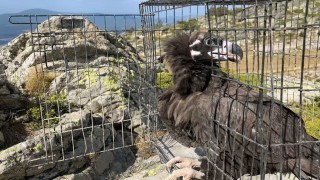 Ormanda hasta bulunan kara akbaba tedavi edildi