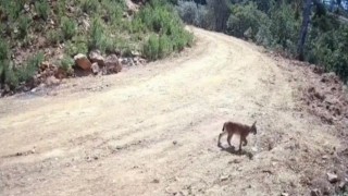 Ormanın hayaleti vaşak ve yavruları kamerada