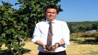 Osmangaziden dünyaya açılan lezzet Bursa siyah inciri