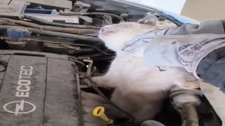 Osmaniye’de Araç Motoruna Sıkışan Kedi Kurtarıldı