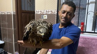 Osmaniye’de Çiftçi, Yaralı Şahini Ciğer Dürüm ile Kurtardı