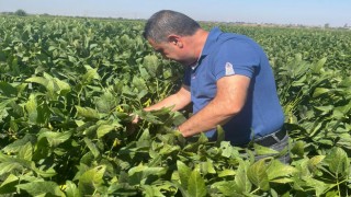 Osmaniye’de Sertifikalı Soya Fasulyesi Üretimi Başladı