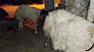 Osmaniye’de Sokak Köpekleri Ağıla Saldırdı