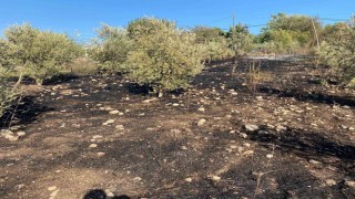 Osmaniyede zeytinlik alanda çıkan yangın paniğe neden oldu