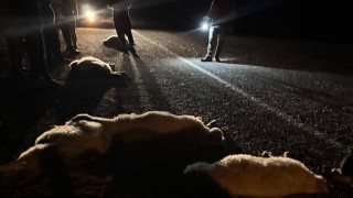 Otomobilin çarptığı 11 hayvan telef oldu