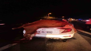 Otomobilin çarptığı inek telef oldu