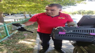 Otomobilin kaputuna sıkışan kedi kurtarıldı