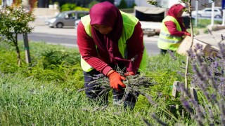 (ÖZEL) Bilecikte göz kamaştıran lavantalar hasat edilmeye başlandı
