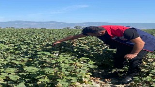 Pamukta zararlı yoğunluğuna rastlanmadı
