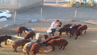 Patnosta besiciler kış hazırlığını sürdürüyor