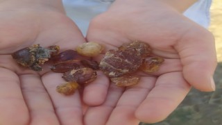 Patnosta çam sakızı şifa kaynağı oldu