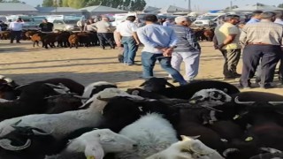 Patnosta hayvan pazarı yeniden açıldı