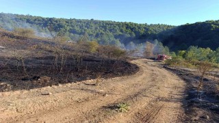 Pazaryeri Bozcaarmutta orman yangını