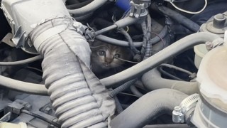 Polis ve itfaiyenin kedi kurtarma operasyonu