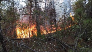 Prof. Dr. Bilgili: Ekosistem yangın sonrası birkaç yıl içinde kendilerini doğal yollarla yeniler