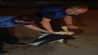 Reyhanlıda bitkin halde bulunan leylek, zabıta ekiplerince koruma altına alındı