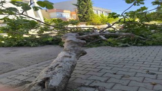 Rüzgara dayanamayan ağaç devrildi