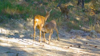Safranboluda boz ayı ve karacalar fotokapana yansıdı