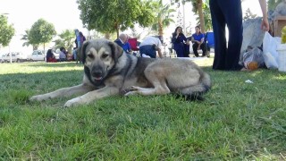 Sahipsiz köpekler Harran Üniversitesini mesken tuttu