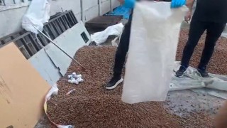 Sakaryada uyuşturucu zulası fındık çuvalından çıktı