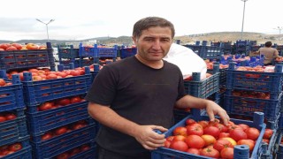 Salçalık domatesler bu sene de yoğun ilgi görüyor