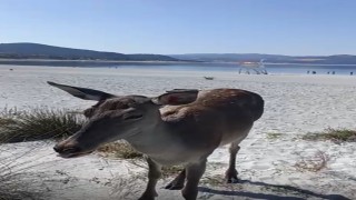 Salda Gölüne inen geyik cep telefonu kamerasına yansıdı