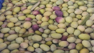 Salihlide üreticiler zeytin sineğine karşı son kez uyarıldı