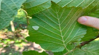 Samsunda 1 milyonun üzerinde samuray arısı doğaya salındı