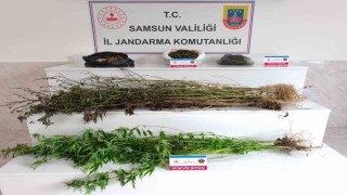 Samsunda jandarma 2 kilo 355 gram esrar ele geçirdi: 2 gözaltı