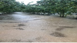 Samsunda sağanak: Fındık bahçeleri göle döndü