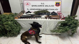 Şanlıurfada 1 kilo 508 gram kubar esrar ele geçirildi: 3 gözaltı