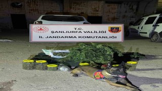 Şanlıurfada 13 kilo 600 gram skunk ele geçirildi