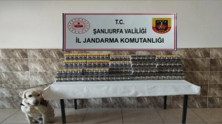 Şanlıurfada 420 paket gümrük kaçağı sigara ele geçirildi