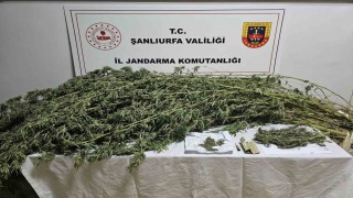 Şanlıurfada esrar ve kenevir bitkisi ele geçirildi