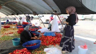 Şanlıurfada mevsimlik tarım işçilerine mobil sağlık hizmeti
