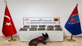 Şanlıurfada uyuşturucu operasyonu: 1 gözaltı