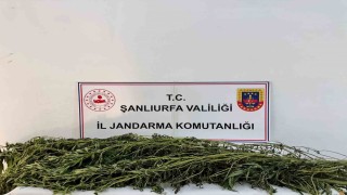 Şanlıurfada uyuşturucu operasyonu: 42 gözaltı