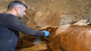 Şap hastalığına karşı aşılama çalışmaları sürüyor