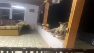 Sarayda tilki ile sohbet görenleri güldürdü