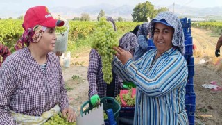 Sarıgölde 5,5 kiloluk üzüm salkımı