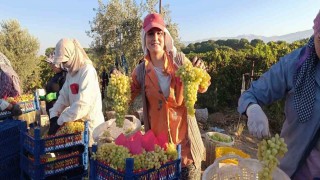 Sarıgölde hayat üzümle dönüyor