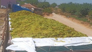 Sarıgölde şaraplık üzüm alımları sürüyor
