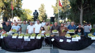 Sarıgölde Sultani üzüm yarışması