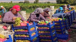 Sarıgölde üzüm hasadı aralıksız sürüyor