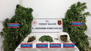 Sarıkayada 25 kök kenevir ele geçirildi