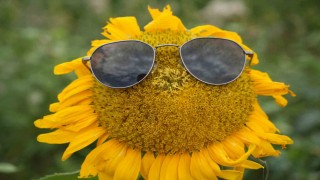 Sarının her tonu ile güneşi kıskandıran ayçiçeği tarlaları göz kamaştırıyor