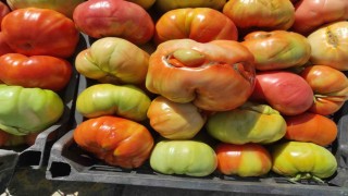 Sasonun yüksek yaylalarında organik domates üretimi