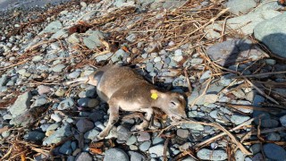 Selin vurduğu Artvinde hayvanlar sel suları ile denize sürüklendi